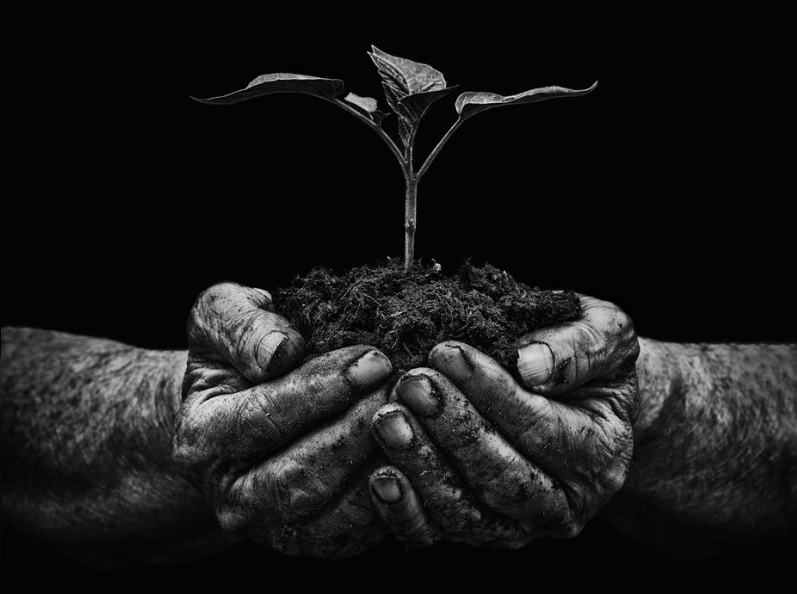 Photo of man holding a plant